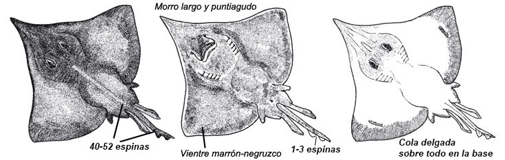 Dipturus nidarosiensis_01.jpg